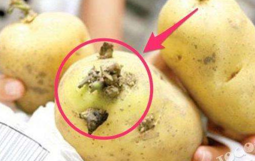 如何治療奶牛馬鈴薯中毒-圖片版權(quán)歸惠農(nóng)網(wǎng)所有