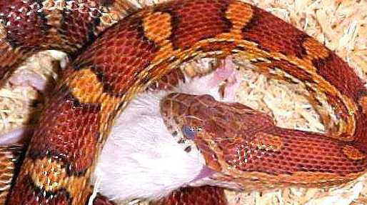 这是一张关于蛇类饲料的投喂方法的配图