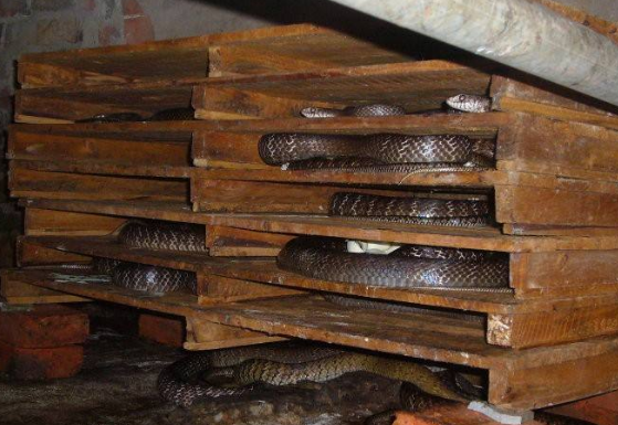 蛇场的四季管理重点措施-图片版权归惠农网所有