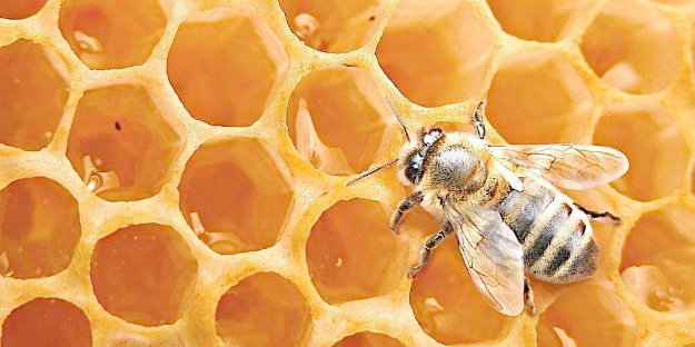 蜂蜜的贮藏与加工-图片版权归惠农网所有