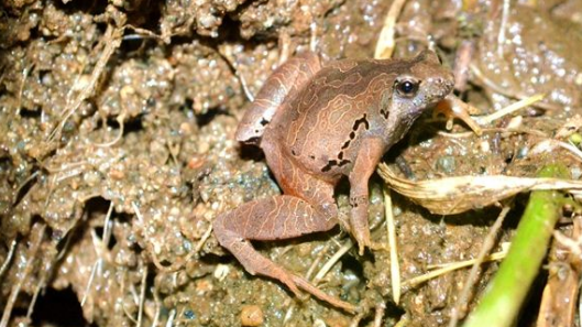 稻田高效养殖蟾蜍技术-图片版权归惠农网所有