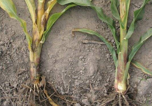 玉米细菌性茎腐病防治方法-图片版权归惠农网所有