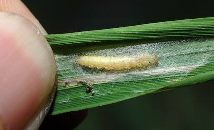 水稻螟害综合防治技术-图片版权归惠农网所有