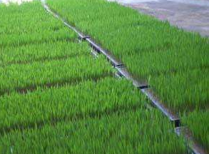 水稻机插硬地育苗技术-图片版权归惠农网所有