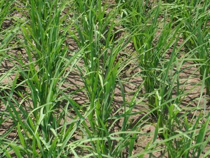 水稻晒田增产技术要点-图片版权归惠农网所有