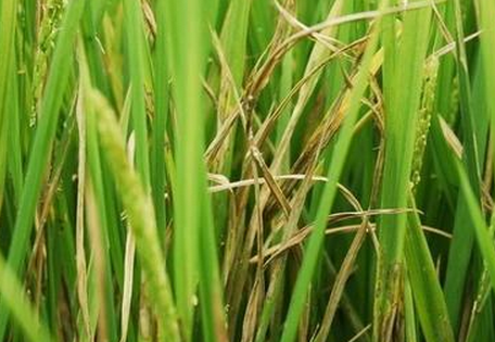 水稻“枯心”的简易诊断与防治-图片版权归惠农网所有