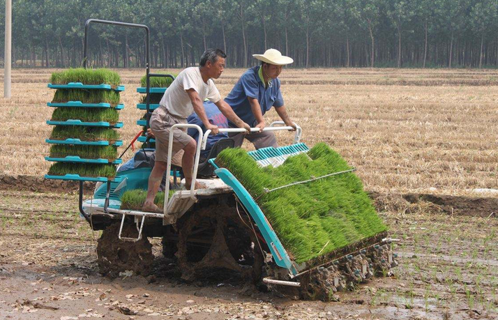 水稻机插营地育苗技术-图片版权归惠农网所有