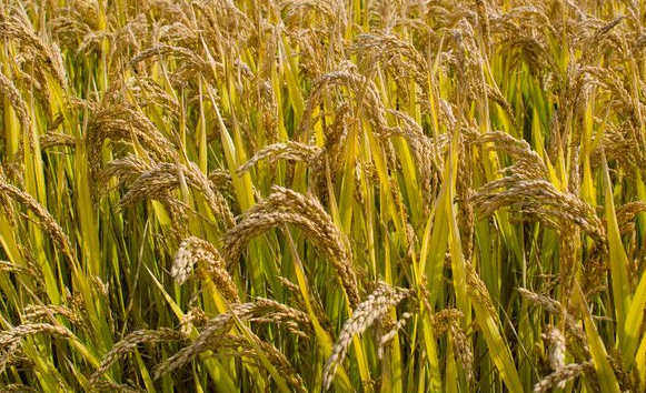 晚造杂交水稻施肥技术-图片版权归惠农网所有