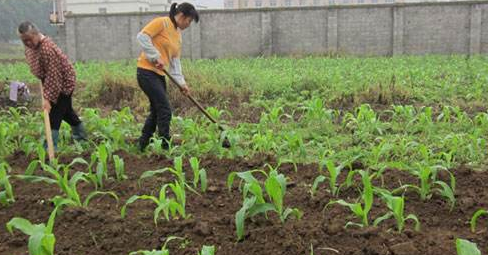 玉米高产施肥把五关-图片版权归惠农网所有