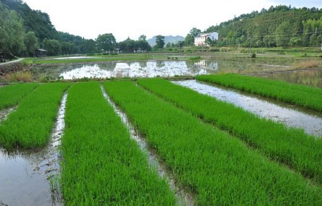 加强秧田管理 培育水稻壮秧-图片版权归惠农网所有