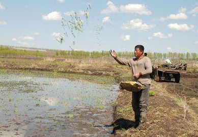 水稻抛秧六防-图片版权归惠农网所有