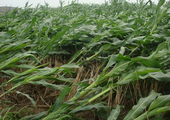 倒伏玉米急救-图片版权归惠农网所有