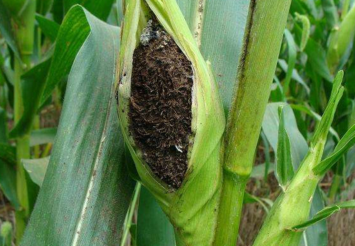 玉米黑穗病的發(fā)生與防治技術-圖片版權歸惠農網所有