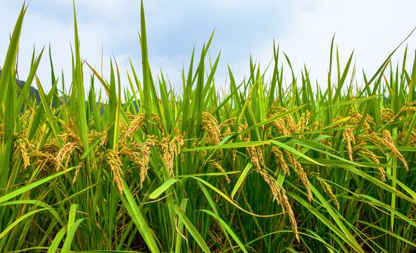 无公害水稻栽培技术-图片版权归惠农网所有