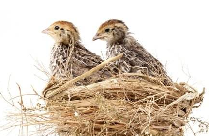 种鹌鹑的选配-图片版权归惠农网所有