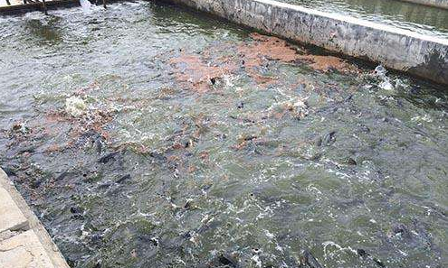 这是一张入夏后怎样管理鱼池的配图