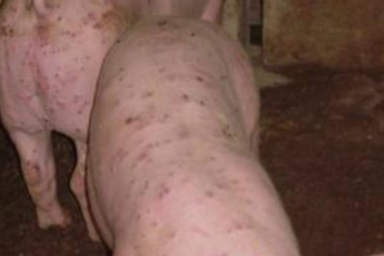 生猪六种常见皮肤病的防治-图片版权归惠农网所有