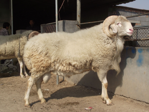 识别纯种小尾寒羊的鉴别法-图片版权归惠农网所有