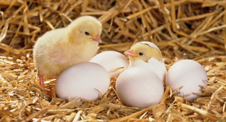 雏鸡出壳莫急种疫苗-图片版权归惠农网所有