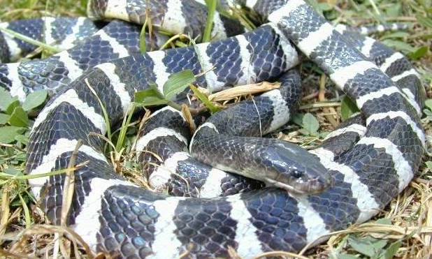 家养白花蛇的饲养管理-图片版权归惠农网所有