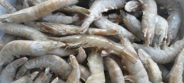 冷冻南美白对虾加工工艺-图片版权归惠农网所有