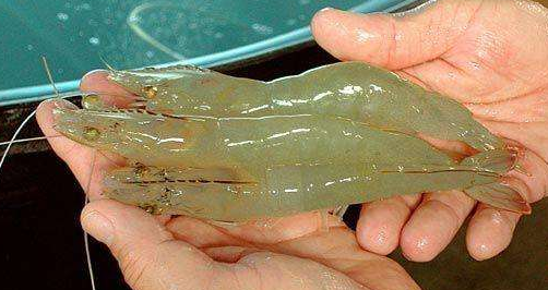 冷冻南美白对虾加工工艺-图片版权归惠农网所有