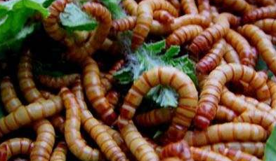 怎防止蚂蚁危害黄粉虫-图片版权归惠农网所有