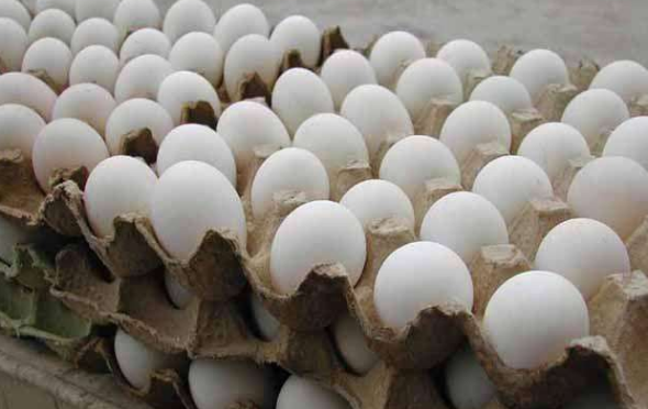 关于鸭种蛋的运输方法-图片版权归惠农网所有