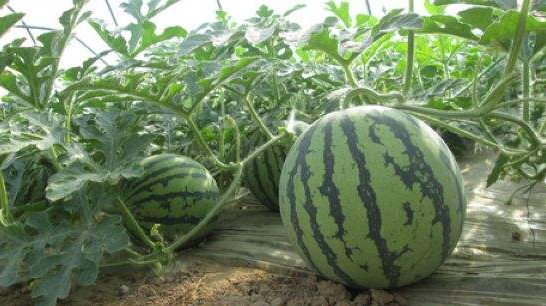 早春西瓜、秋延西瓜、菠菜一年三熟种植模式-图片版权归惠农网所有