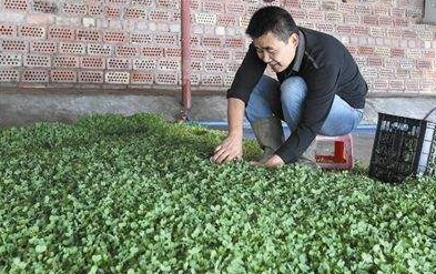 大棚生产豌豆苗技术-图片版权归惠农网所有