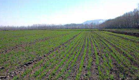 春播种子如何辨优劣-图片版权归惠农网所有