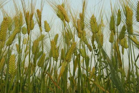 啤酒大麦种植技术-图片版权归惠农网所有