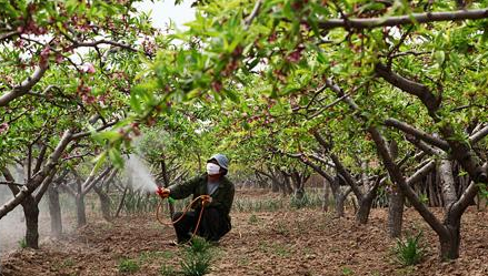 果树施农药的几个关键期-图片版权归惠农网所有