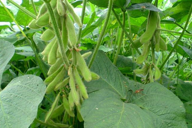 春黄豆增产的重要技术措施-图片版权归惠农网所有