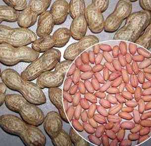 花生种子贮藏注意的问题-图片版权归惠农网所有