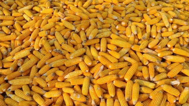 饲料玉米种植技术要点-图片版权归惠农网所有