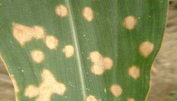 夏季玉米病虫害防治-图片版权归惠农网所有