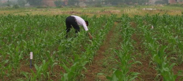 走出夏玉米化学除草的误区-图片版权归惠农网所有