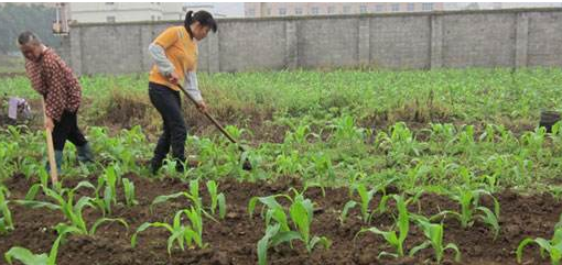 怎样给夏玉米施肥-图片版权归惠农网所有