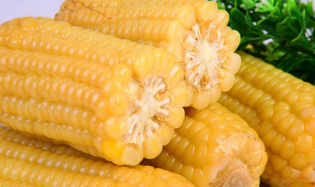 鲜食甜糯玉米无公害栽培-图片版权归惠农网所有