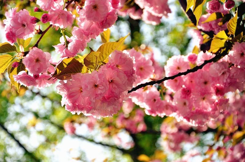 阳春三月樱花怒放,这个赏樱之地不可不去