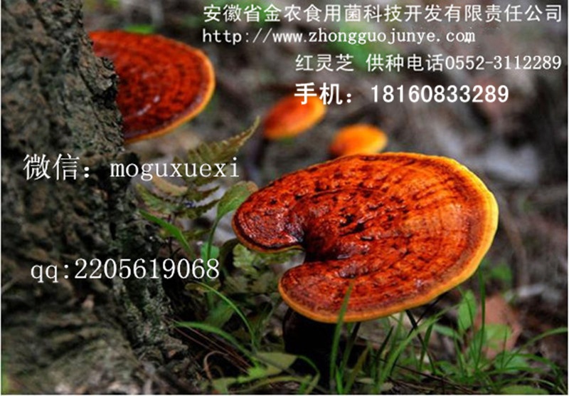 A 野生灵芝_6_副本.jpg