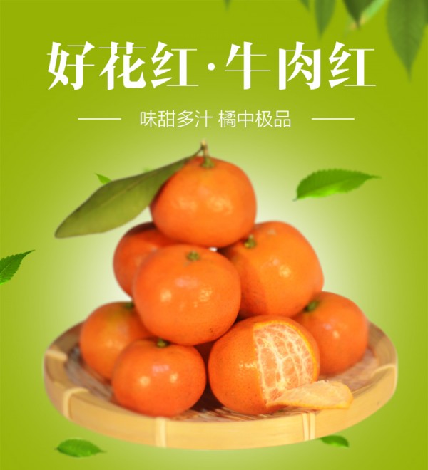 【惠水牛肉红金钱橘】小果实,大能量!