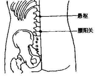 悬枢穴的精确位置图和功效 .艾灸常识