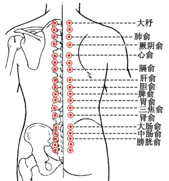 膀胱经的走向图片