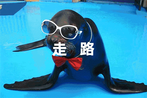 海狮表演.gif