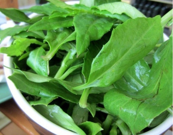 鹿舌菜海南这些备受欢迎的野菜吧!