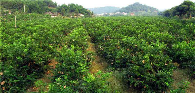 天然美容减肥养生圣品柠檬茶邀您一直美下去!