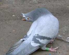 DƬ2.png