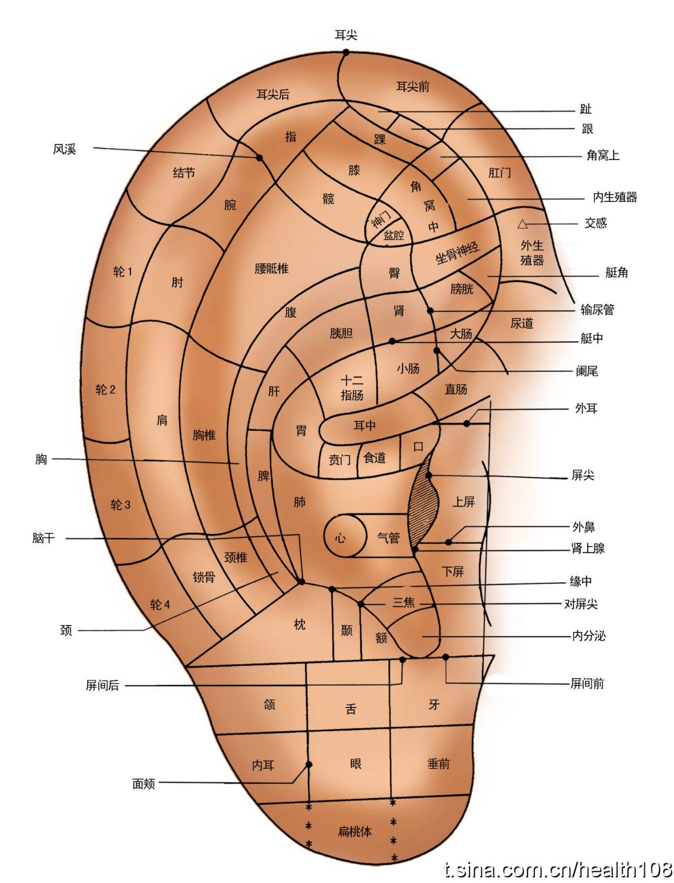 耳朵学位图定位图片
